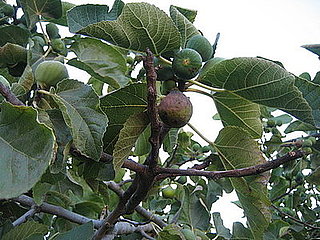 Name This Fruit