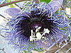Name This Flower