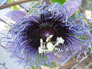 Name This Flower