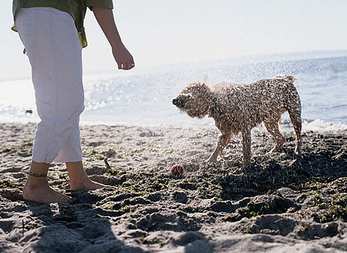 Ask Casa: A Sand-Friendly Vacuum