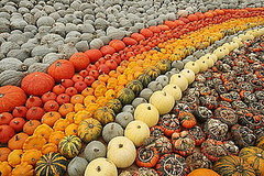 Midday Muse: A Plethora of Pumpkins