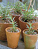 Do You Grow Herbs Indoors in the Winter?