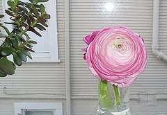 Do You Use Bud Vases?