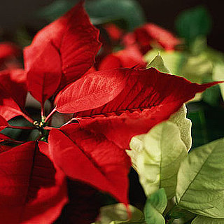 Do You Decorate With Poinsettias?