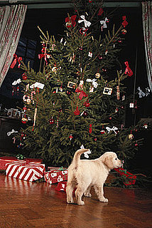 How Long Does Your Christmas Tree Stay Up?