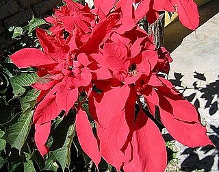 Aside: Xmas 07 poinsettia