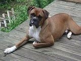 My boxer
