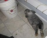 Home Brew Buddy (from DailyBunny.com)