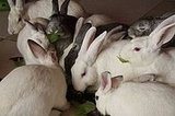 Camp Iwannabun: Session 2! (from daily bunny)