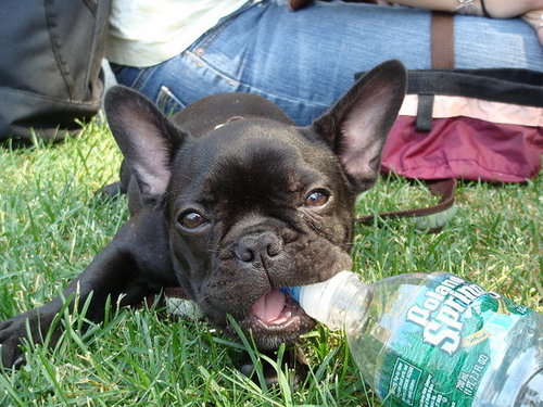 Babar's favorite toy!
