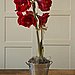 Buy an Amaryllis Bulb
