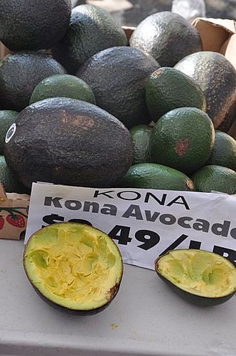 Gigantic Kona Avocado Gigantic Kona Avocado