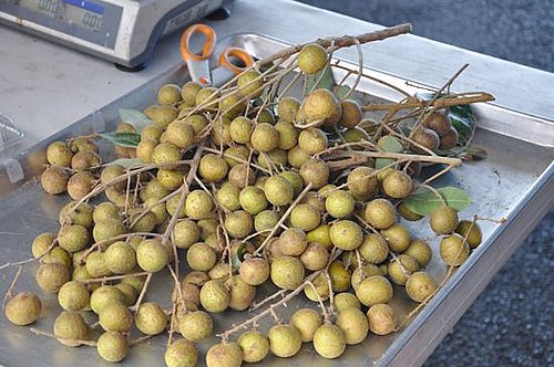 Longan Fruit Longan Fruit