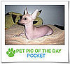 Pet Pics on PetSugar 2009-02-06 09:30:37