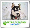 Pet Pics on PetSugar 2009-02-09 09:30:11