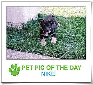 Pet Pics on PetSugar 2009-02-12 11:00:12