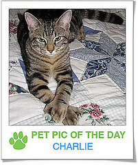 Pet Pics on PetSugar 2009-02-11 08:00:17