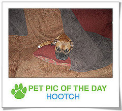 Pet Pics on PetSugar 2009-02-18 09:30:32