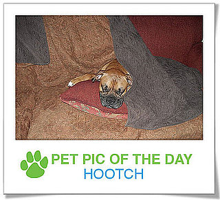 Pet Pics on PetSugar 2009-02-18 09:30:32