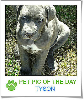 Pet Pics on PetSugar 2009-02-17 09:30:56