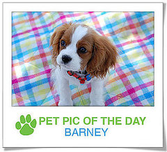 Pet Pics on PetSugar 2009-02-24 09:30:18