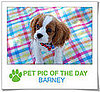 Pet Pics on PetSugar 2009-02-24 09:30:18