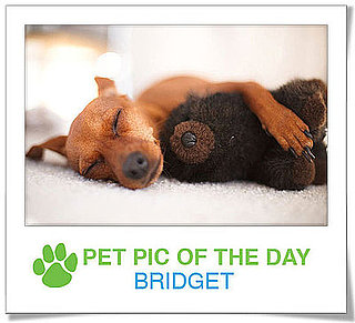 Pet Pics on PetSugar 2009-02-19 09:30:27