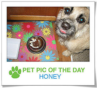 Pet Pics on PetSugar 2009-02-25 09:30:13