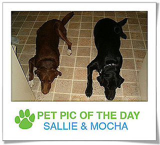 Pet Pics on PetSugar 2009-02-27 09:00:36