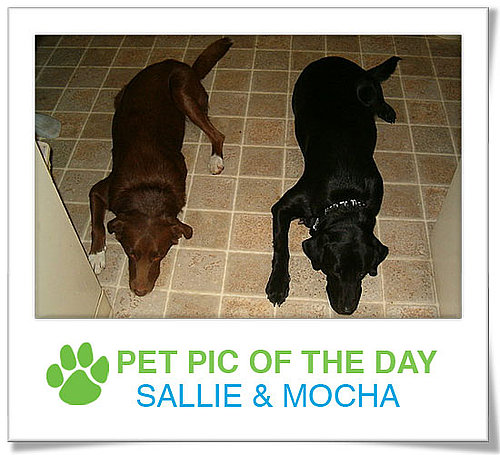 Pet Pics on PetSugar 2009-02-27 09:00:36