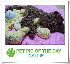 Pet Pics on PetSugar 2009-03-02 09:30:34