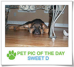Pet Pics on PetSugar 2009-02-26 09:30:50 Pet Pics on PetSugar 2009-02-26 09:30:50