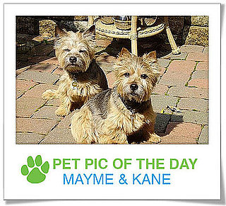Pet pics on PetSugar 2009-03-09 09:30:43