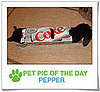 Pet Pics on PetSugar 2009-03-03 09:30:42