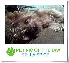 Pet pics on PetSugar 2009-03-06 09:30:55 Pet pics on PetSugar 2009-03-06 09:30:55
