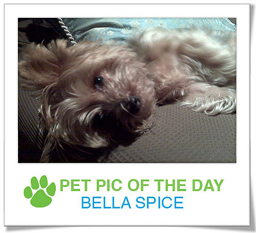 Pet pics on PetSugar 2009-03-06 09:30:55