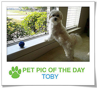 Pet Pics on PetSugar 2009-03-12 09:30:39