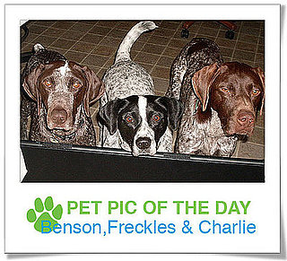 Pet Pics on PetSugar 2009-03-10 09:30:03