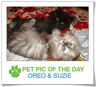 Pet Pics on PetSugar 2009-03-18 09:30:50