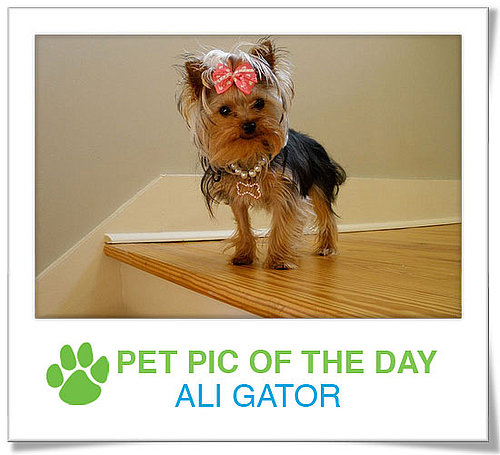Pet Pics on PetSugar 2009-03-27 09:30:56
