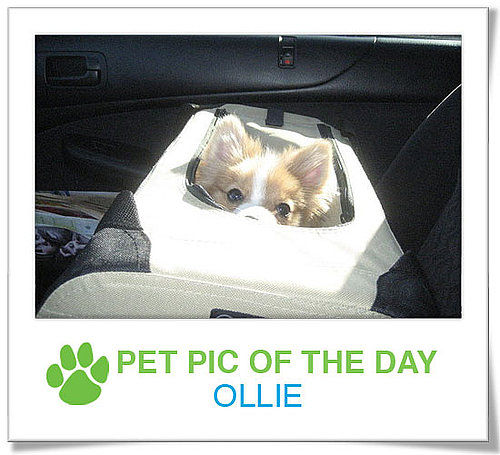 Pet Pics on PetSugar 2009-03-24 09:30:36