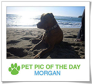 Pet Pics on PetSugar 2009-03-30 09:30:38