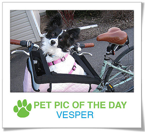 Pet Pics on PetSugar 2009-03-25 09:30:31