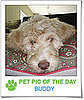 Pet Pics on PetSugar 2009-03-26 09:30:48