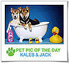 Pet Pics on PetSugar 2009-04-03 09:30:00