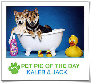 Pet Pics on PetSugar 2009-04-03 09:30:00