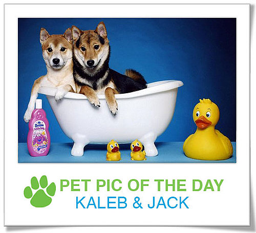 Pet Pics on PetSugar 2009-04-03 09:30:00