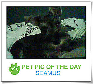 Pet Pics on PetSugar 2009-04-09 09:30:45
