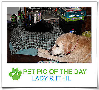 Pet Pics on PetSugar 2009-04-13 09:25:00