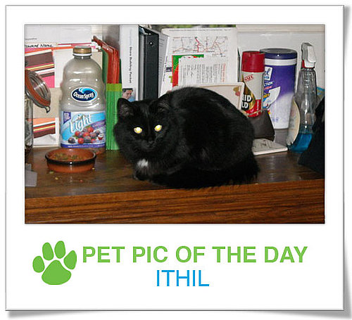 Pet Pics on PetSugar 2009-04-08 09:30:22